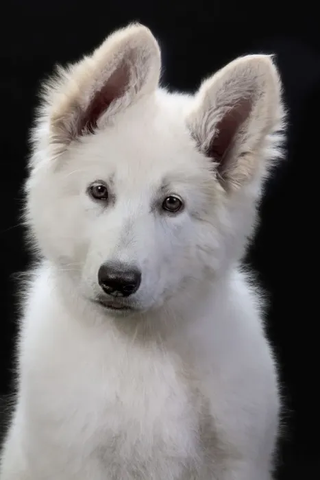 Framed Print : Dog - Swiss White Shepherd Dog Framed Print : Dog - Swiss White Shepherd Dog