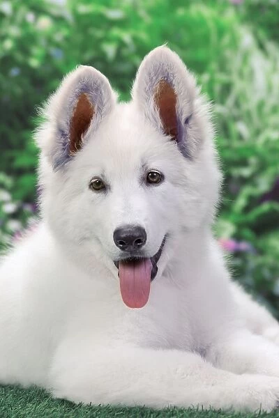 Dog - Swiss White Shepherd Dog