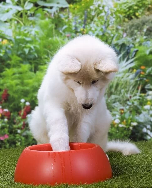 Dog - Swiss White Shepherd Dog - with dog bowl