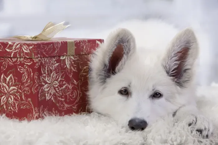 Framed Print : Dog - Swiss White Shepherd Dog - with gift-wrapped present Framed Print : Dog - Swiss White Shepherd Dog - with gift-wrapped present