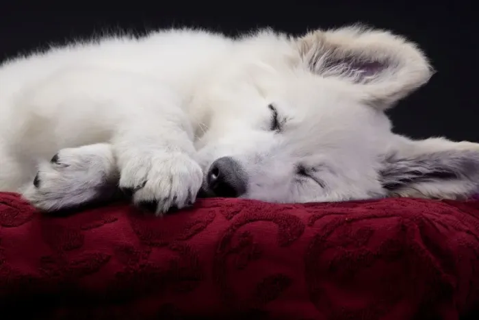 Framed Print : Dog - Swiss White Shepherd Dog - sleeping Framed Print : Dog - Swiss White Shepherd Dog - sleeping