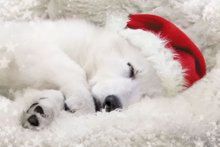 Framed Print : Dog - Swiss White Shepherd Dog - sleeping wearing Christmas hat Digital Manipulation: Hat (Su) - added stars - cleaned up dark areas Framed Print : Dog - Swiss White Shepherd Dog - sleeping wearing Christmas hat Digital Manipulation: Hat (Su) - added stars - cleaned up dark areas