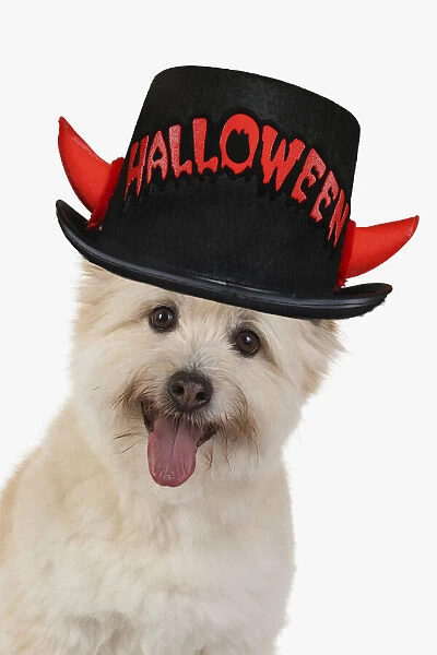 DOG. Teddy bear dog, head and shoulders wearing a Halloween hat