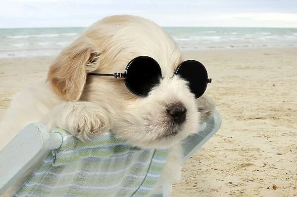 DOG - Teddy bear dog puppy sitting in deckchair wearing sunglasses Digital Manipulation: background JD