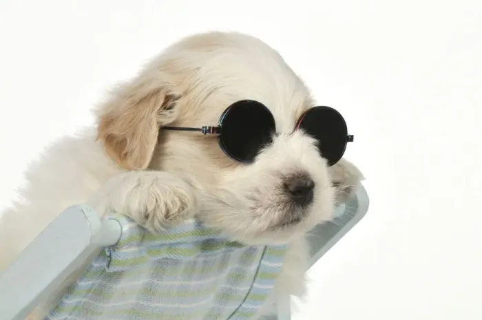 Framed Print : DOG - Teddy bear dog puppy sitting in deckchair wearing sunglasses