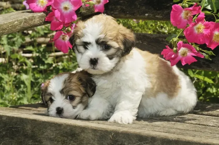 Framed Print : Dog. Teddy bear puppies on bench Framed Print : Dog. Teddy bear puppies on bench