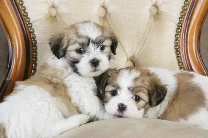 Framed Print : Dog. Teddy bear puppies sitting on cushion chair Framed Print : Dog. Teddy bear puppies sitting on cushion chair