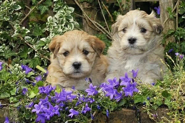 Dog. Teddy bear puppies sitting in purple flowers