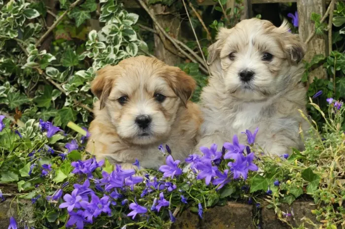 Framed Print : Dog. Teddy bear puppies sitting in purple flowers Framed Print : Dog. Teddy bear puppies sitting in purple flowers
