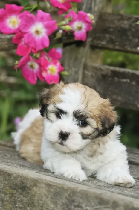 Framed Print : Dog. Teddy bear puppy on bench Framed Print : Dog. Teddy bear puppy on bench