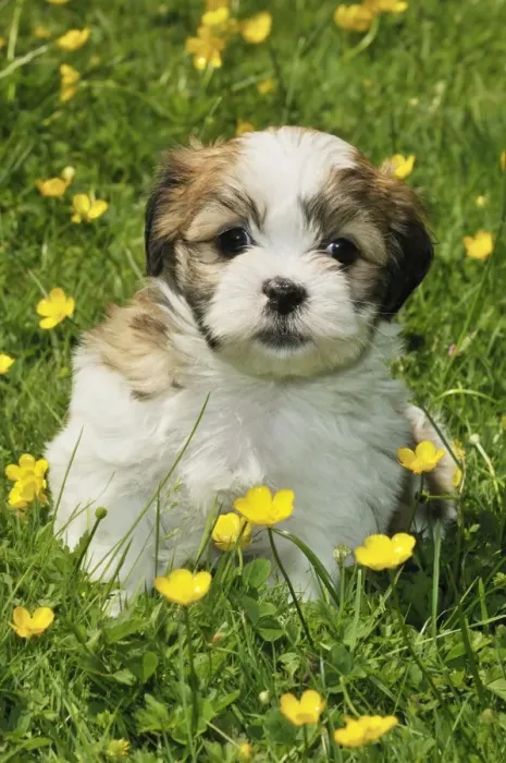 Framed Print : Dog. Teddy bear puppy in field Framed Print : Dog. Teddy bear puppy in field