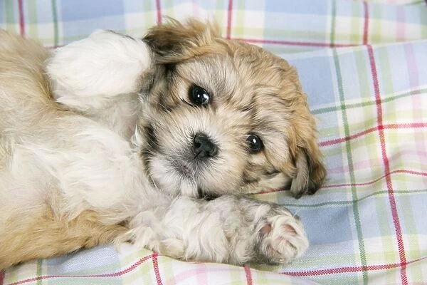 Dog. Teddy bear puppy laying on blanket