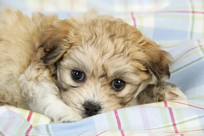 Framed Print : Dog. Teddy bear puppy laying on blanket Framed Print : Dog. Teddy bear puppy laying on blanket