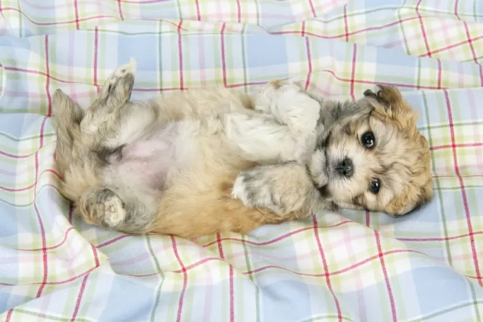 Framed Print : Dog. Teddy bear puppy laying on blanket with paws in air Framed Print : Dog. Teddy bear puppy laying on blanket with paws in air
