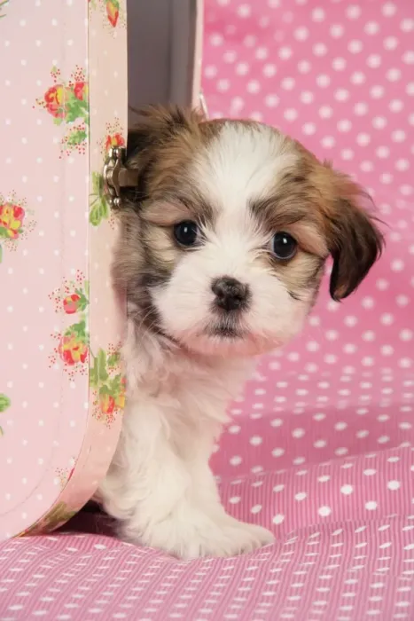 Framed Print : Dog. Teddy bear puppy in pink suitcase Framed Print : Dog. Teddy bear puppy in pink suitcase