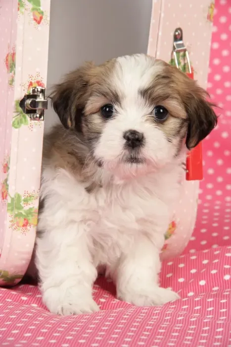 Framed Print : Dog. Teddy bear puppy in pink suitcase Framed Print : Dog. Teddy bear puppy in pink suitcase