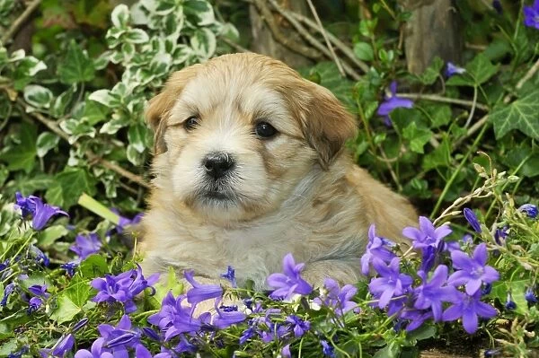 Dog. Teddy bear puppy sitting in purple flowers