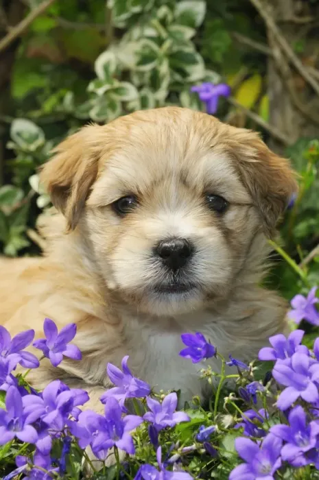 Framed Print : Dog. Teddy bear puppy sitting in purple flowers Framed Print : Dog. Teddy bear puppy sitting in purple flowers