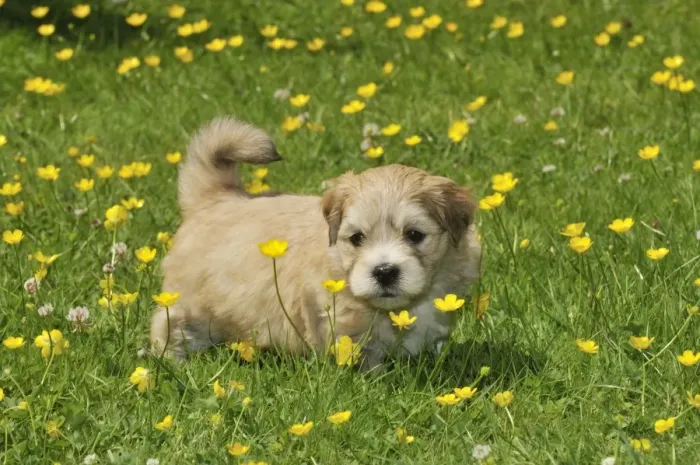 Framed Print : Dog. Teddy bear puppy standing on grass Framed Print : Dog. Teddy bear puppy standing on grass
