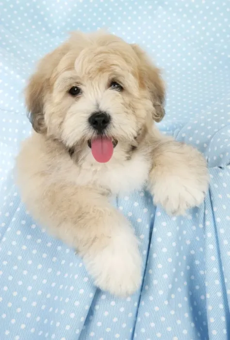 Framed Print : Dog. Teddy dog Framed Print : Dog. Teddy dog