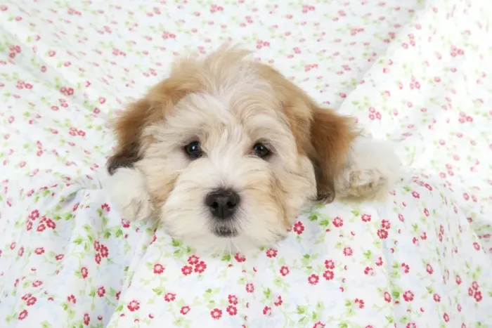 Framed Print : Dog. Teddy dog Framed Print : Dog. Teddy dog