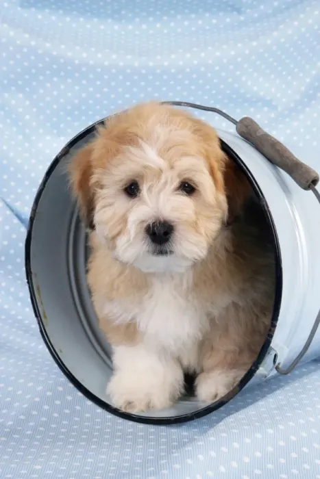 Framed Print : Dog. Teddy dog in bucket