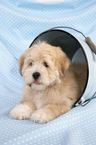 Dog. Teddy dog in bucket