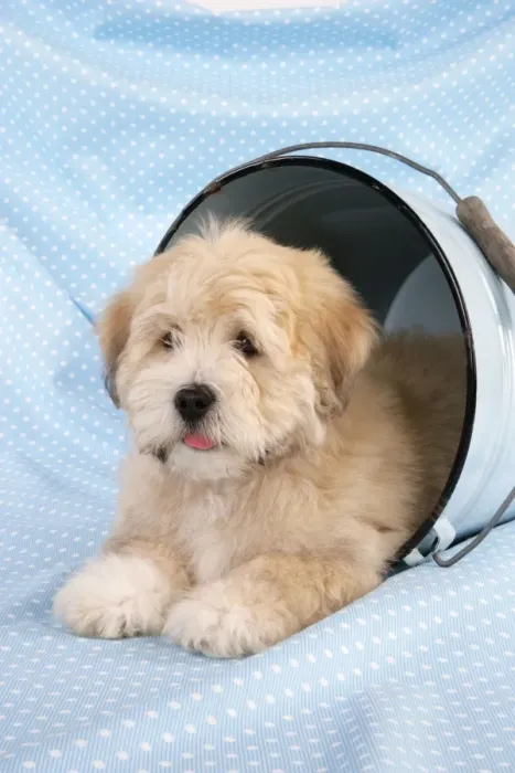 Framed Print : Dog. Teddy dog in bucket Framed Print : Dog. Teddy dog in bucket
