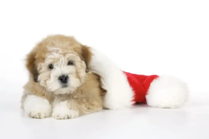 Framed Print : Dog. Teddy dog with Christmas hat