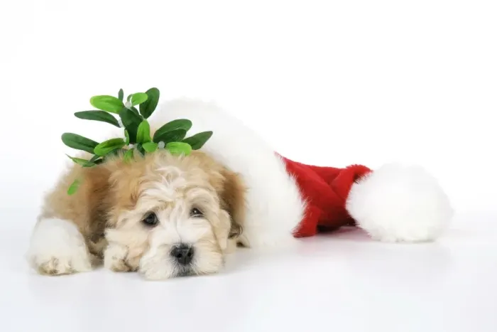Framed Print : Dog. Teddy dog with Christmas hat Framed Print : Dog. Teddy dog with Christmas hat