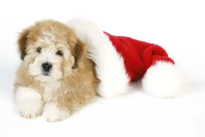 Framed Print : Dog. Teddy dog with Christmas hat Framed Print : Dog. Teddy dog with Christmas hat