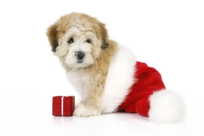 Framed Print : Dog. Teddy dog with Christmas hat and present Framed Print : Dog. Teddy dog with Christmas hat and present