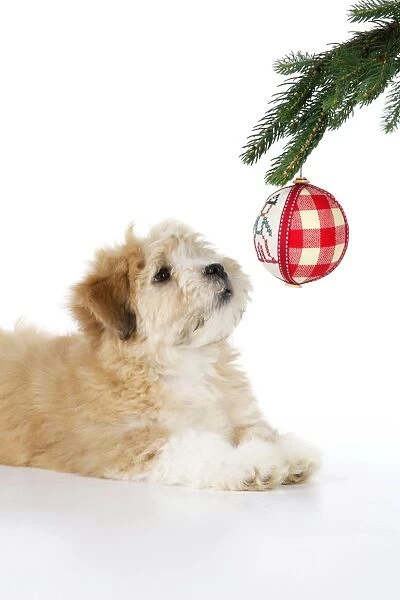Dog. Teddy dog with christmas tree