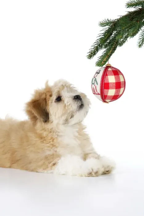Framed Print : Dog. Teddy dog with christmas tree Framed Print : Dog. Teddy dog with christmas tree