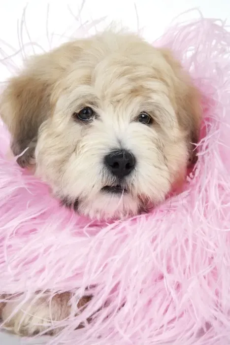 Framed Print : Dog. Teddy dog in pink scarf Framed Print : Dog. Teddy dog in pink scarf