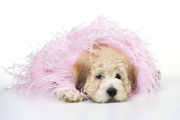 Dog. Teddy dog in pink scarf