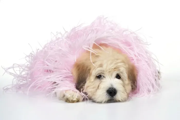 Framed Print : Dog. Teddy dog in pink scarf Framed Print : Dog. Teddy dog in pink scarf