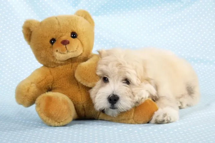 Framed Print : Dog. Teddy dog with teddy bear Framed Print : Dog. Teddy dog with teddy bear