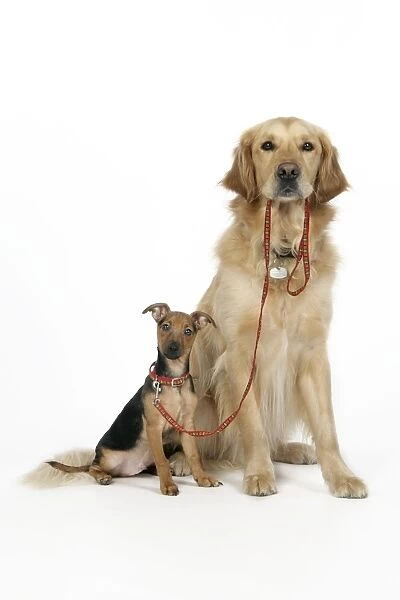 Dog. Terrier X and Golden Retriever holding lead