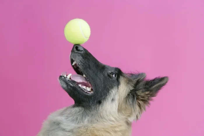 Framed Print : DOG. Tervuren, balancing ball on nose Framed Print : DOG. Tervuren, balancing ball on nose