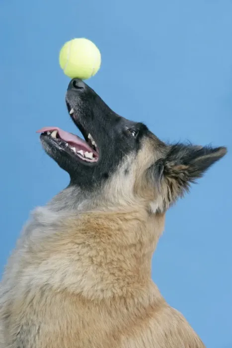Framed Print : DOG. Tervuren, balancing ball on nose Framed Print : DOG. Tervuren, balancing ball on nose