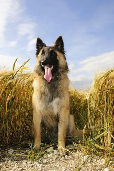 Framed Print : Dog. Tervuren Belgian Shepherd dog in field Framed Print : Dog. Tervuren Belgian Shepherd dog in field