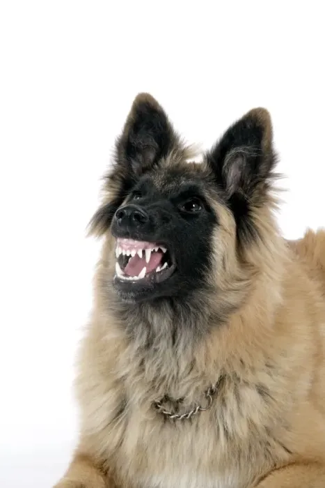 Framed Print : DOG. Tervuren - with mouth open, showing teeth Framed Print : DOG. Tervuren - with mouth open, showing teeth
