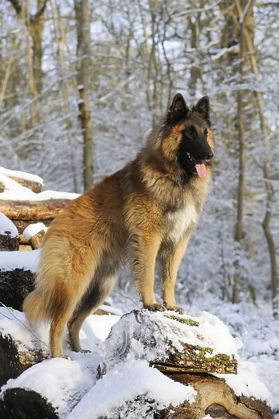 DOG. Tervuren standing on snow covered logs