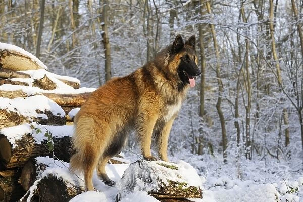 DOG. Tervuren standing on snow covered logs