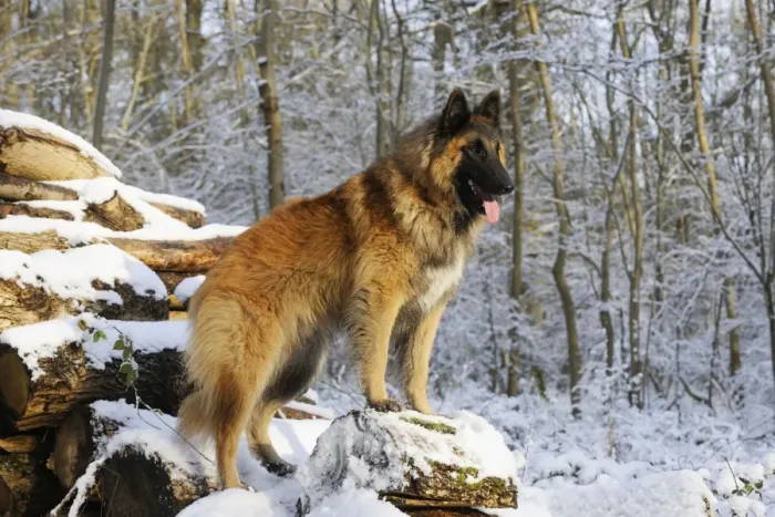 Framed Print : DOG. Tervuren standing on snow covered logs Framed Print : DOG. Tervuren standing on snow covered logs