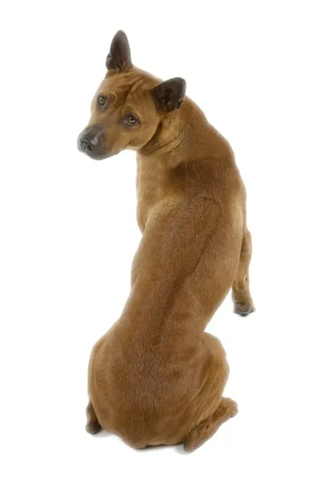 Framed Print : Dog - Thai Ridgeback Framed Print : Dog - Thai Ridgeback