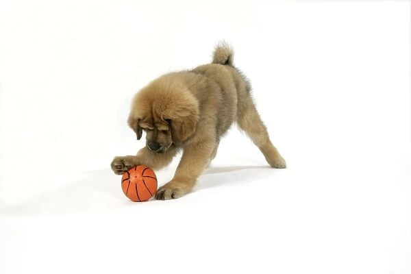 Dog - Tibetan Mastiff 10 wk old puppy playing with ball