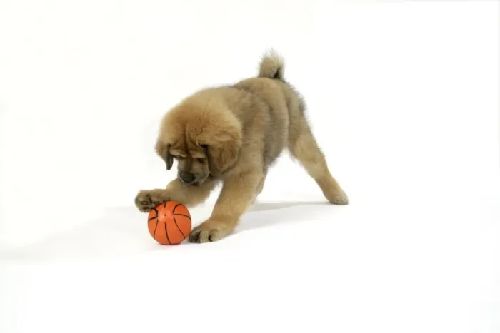 Framed Print : Dog - Tibetan Mastiff 10 wk old puppy playing with ball Framed Print : Dog - Tibetan Mastiff 10 wk old puppy playing with ball
