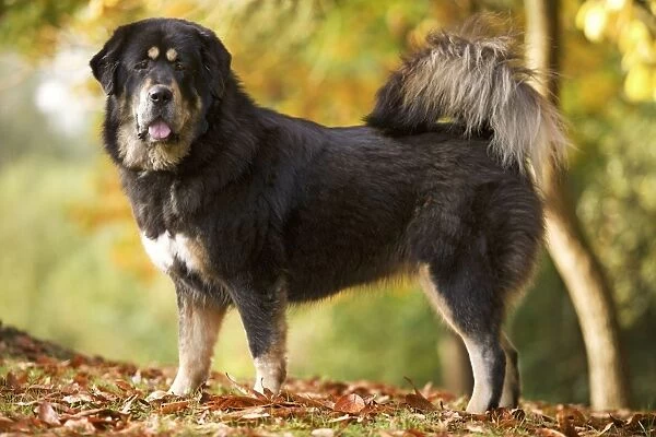 Dog - Tibetan mastiff